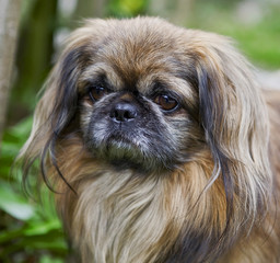 Pekingese