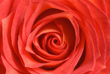 Naklejka premium rose