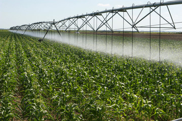 Corn field and low water requirement irrigation system