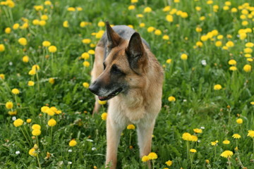 Schäferhund im Löwenzahn 3