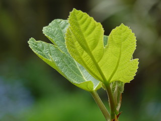 Nahaufnahme eines Feigenblattes