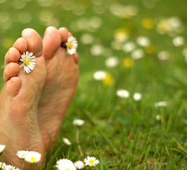 healthy feets, gesunde Füße, Füße auf Wiese, mit Gänseblümchen, barfuß, copyspace