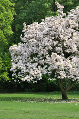 Fototapeta premium Einsamkeit. Baum. Blütezeit