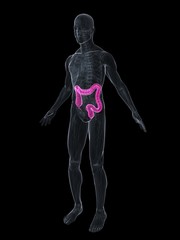 Obraz premium transparenter körper mit hervorgehobenem darm