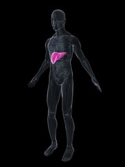 Obraz premium transparenter körper mit hervorgehobener leber