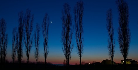 a row of poplars silhoutted against the sunset, crescent moon