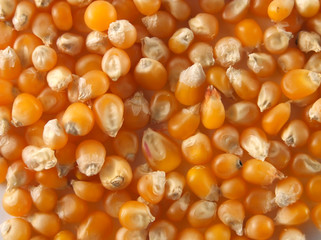 maize background