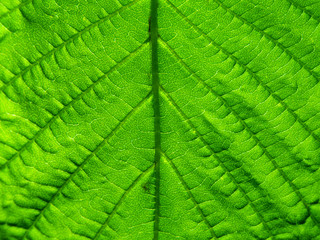 Deep green leaf
