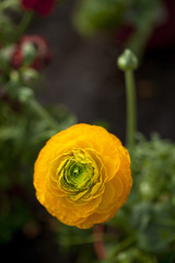 Obraz premium pivoine