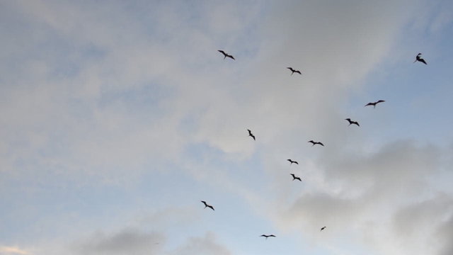 Frigate birds in the sky