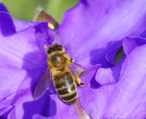 Abeille