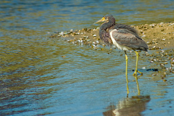 ruffled feathers