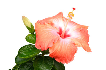 Fototapeta premium Fleur d'hibiscus orange sur fond blanc