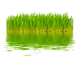 Obraz premium Green grass in water