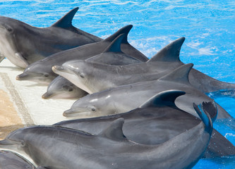 Dolphins at edge of pool © Paweł Kowalczewski