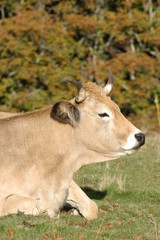 vache aubrac