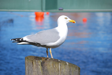 möwe