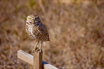 perched burrowing owl