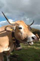vache