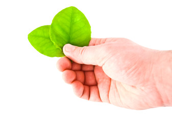hand wich hold leafs