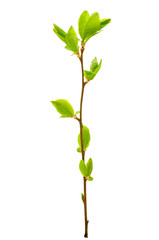 spring branch isolated