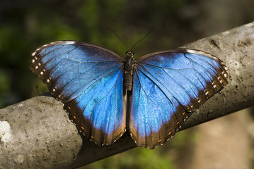 Obraz premium farfalla blu