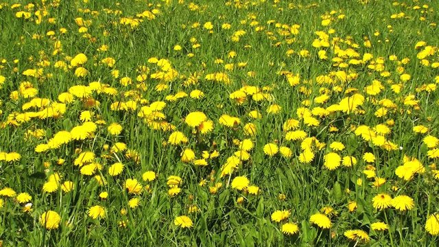 wiese mit l&ouml;wenzahn