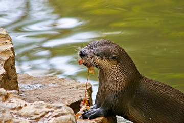 Fischotter beim fressen