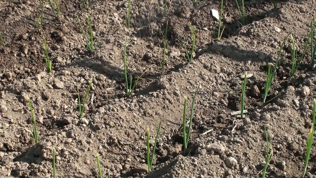 agricultura