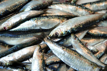 sardines