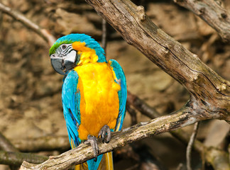 Yellow and blue Ara on the tree