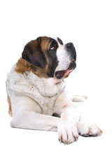 Obraz premium Dog Saint Bernard isolated on a white background