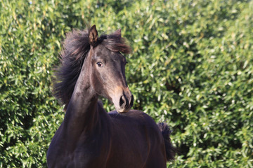 Fototapeta premium fohlen in action