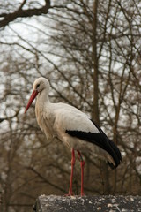 Storch