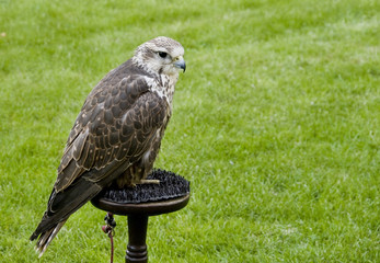 Saker Falcon (Falco cherrug)