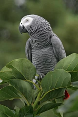 Foto op Canvas Afrikaanse grijze papegaai in een boom © Impala