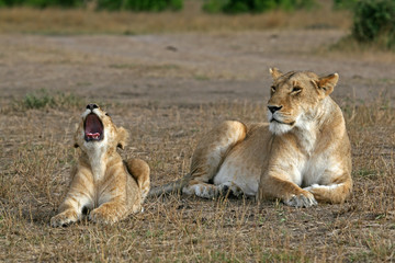 Fototapeta na wymiar Lioness and cub