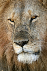 African Lion male