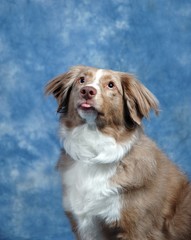 Australian Shepard Dog