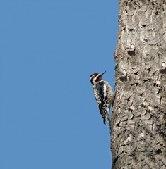 Red Crested Woodpecker
