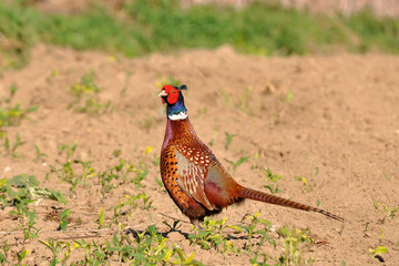 common pheasant male