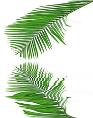 des reflets de palme verte sur un fond blanc