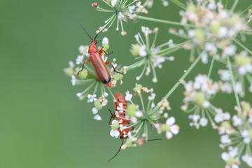 Owady polskie © Mlodzian