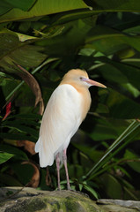 bird