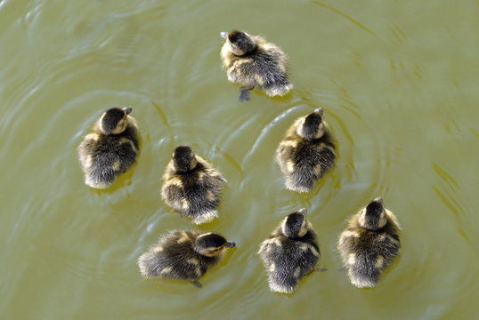 Poussins de canard colvert sur l'eau