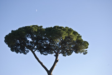 Stone pine