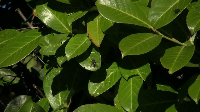 mouche pos&eacute;e sur une feuille de laurier vert