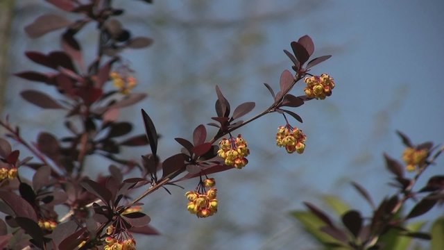 arbuste &agrave; fleurs jaunes