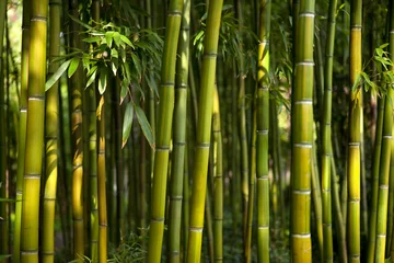 Foto op Canvas bamboe © Redzen