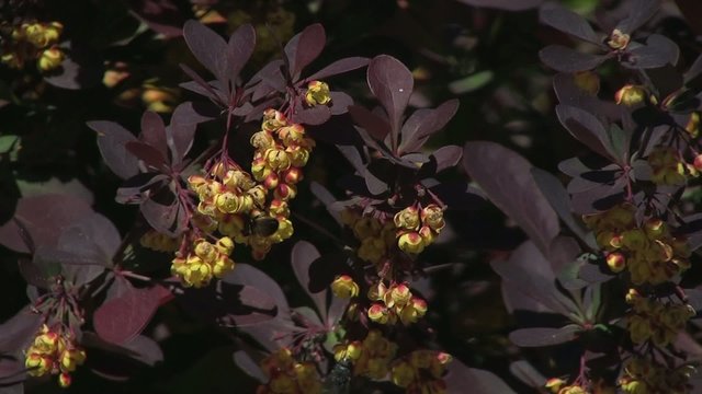 gu&egrave;pe butinant les fleurs jaunes de l'arbuste